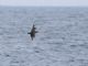 South Polar Skua (Catharacta maccormicki) 