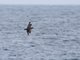 South Polar Skua (Catharacta maccormicki)