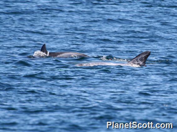 Risso's Dolphin (Grampus griseus)