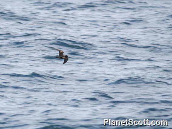 Black Storm-Petrel (Hydrobates melania)