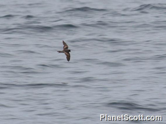 Ashy Storm-Petrel (Hydrobates homochroa)