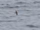 Ashy Storm-Petrel (Oceanodroma homochroa) 