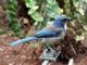 California Scrub Jay (Aphelocoma californica) 