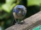 California Scrub Jay (Aphelocoma californica) 