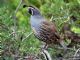 California Quail (Callipepla californica) Male - Golden Gate Park