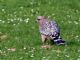 Red-shouldered Hawk (Buteo lineatus) 