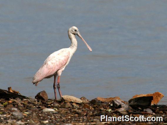 Roseate Spoonbill (Platalea ajaja)