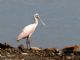 Roseate Spoonbill (Ajaia ajaja) 