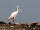Roseate Spoonbill (Ajaia ajaja)