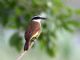 Great Kiskadee (Pitangus sulphuratus) 