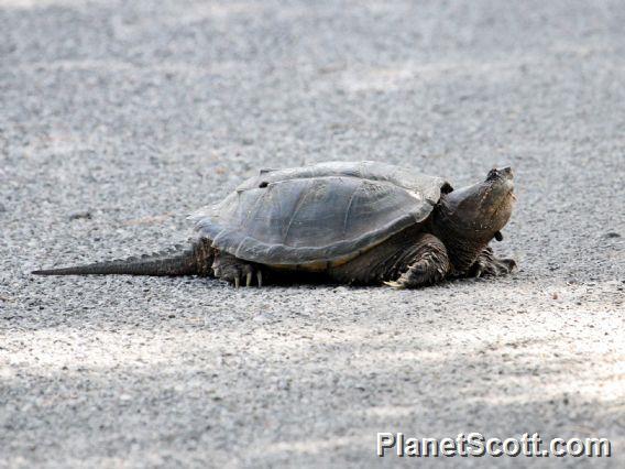 Central-American Snapping Turtle (Chelydra rossignonii) - PlanetScott.com