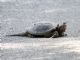 Central-American Snapping Turtle (Chelydra rossignonii) 