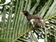 Brown Jay (Psilorhinus morio) Juvenile