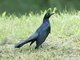 Great-tailed Grackle (Quiscalus mexicanus)