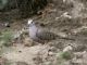 Inca Dove (Columbina inca) 