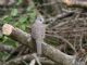 Inca Dove (Columbina inca) 