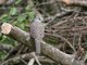 Inca Dove (Columbina inca)