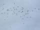 Anhinga (Anhinga anhinga) Flyover flock