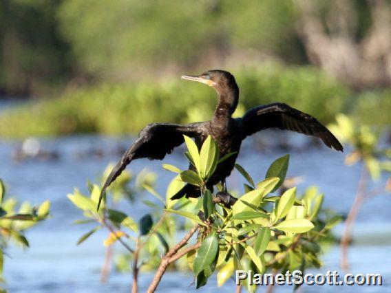 Neotropic Cormorant (Nannopterum brasilianum)