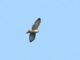 Gray Hawk (Buteo plagiatus) 