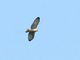 Gray Hawk (Buteo plagiatus)