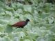 Northern Jacana (Jacana spinosa) 