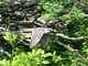Aplomado Falcon (Falco femoralis)