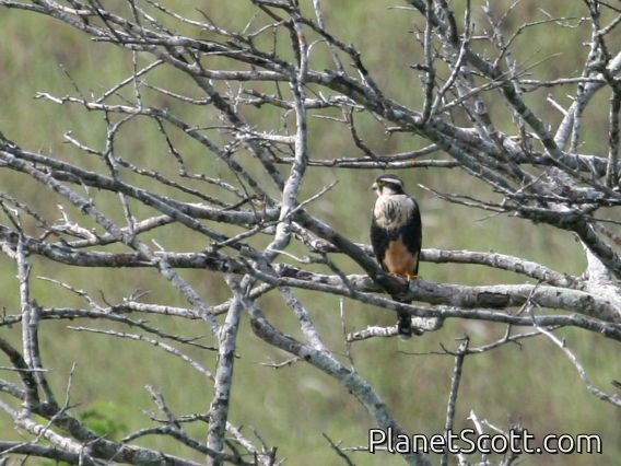 Aplomado Falcon (Falco femoralis)