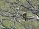 Aplomado Falcon (Falco femoralis)