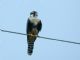 Aplomado Falcon (Falco femoralis) 