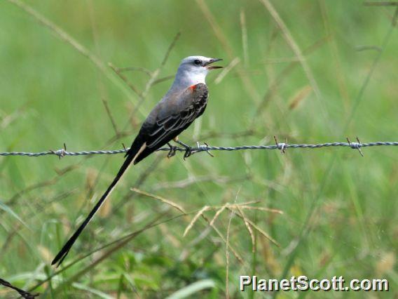 Scissor-tailed Flycatcher (Tyrannus forficatus)