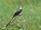 Scissor-tailed Flycatcher (Tyrannus forficatus) 