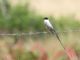 Fork-tailed Flycatcher (Tyrannus savana) 