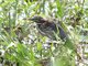 Green Heron (Butorides virescens)