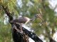 White Ibis (Eudocimus albus)