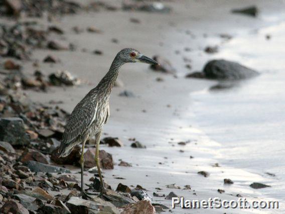 Yellow-crowned Night-Heron (Nyctanassa violacea)