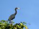 Little Blue Heron (Egretta caerulea) 