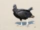 Black Vulture (Coragyps atratus) 