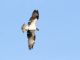 Osprey (Pandion haliaetus) 