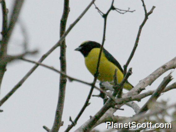 Scrub Euphonia (Euphonia affinis)