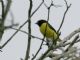 Scrub Euphonia (Euphonia affinis) 