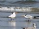 Royal Tern (Sterna maxima) 