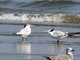 Royal Tern (Sterna maxima)