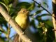 Western Flycatcher (Empidonax difficilis) 