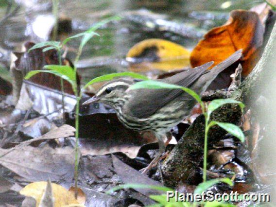 Northern Waterthrush (Parkesia noveboracensis)