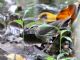 Northern Waterthrush (Seiurus noveboracensis) 