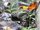 Northern Waterthrush (Seiurus noveboracensis)