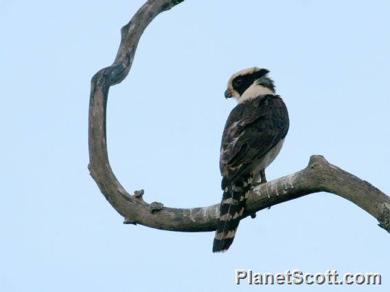 Laughing Falcon (Herpetotheres cachinnans)