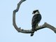 Laughing Falcon (Herpetotheres cachinnans)