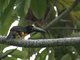 Collared Aracari (Pteroglossus torquatus)
